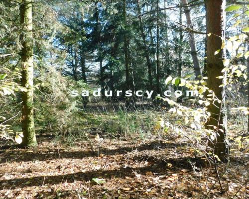 Ładna działka budowlano - inwestycyjna 4100m2 w Białym Ługu, gmina Prażmów, pow. piaseczyński.       Cisza, zieleń, dobry dos