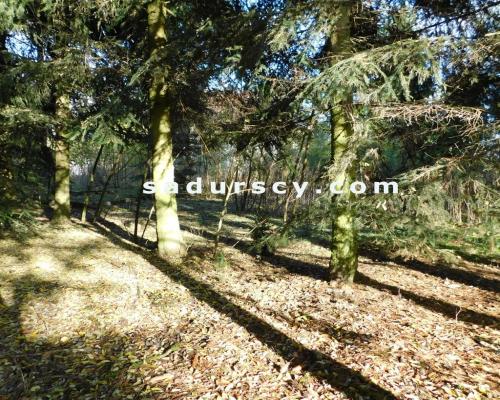 Ładna działka budowlano - inwestycyjna 4100m2 w Białym Ługu, gmina Prażmów, pow. piaseczyński.       Cisza, zieleń, dobry dos