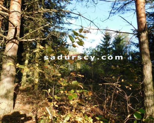 Ładna działka budowlano - inwestycyjna 4100m2 w Białym Ługu, gmina Prażmów, pow. piaseczyński.       Cisza, zieleń, dobry dos