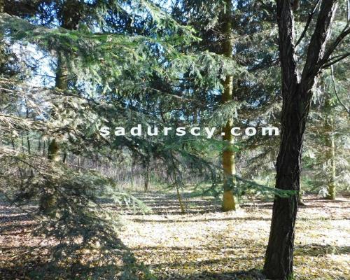 Ładna działka budowlano - inwestycyjna 4100m2 w Białym Ługu, gmina Prażmów, pow. piaseczyński.       Cisza, zieleń, dobry dos