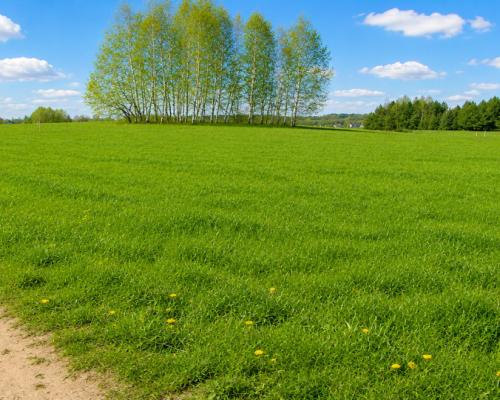 Działka budowlana 1000 m2, Tołcze