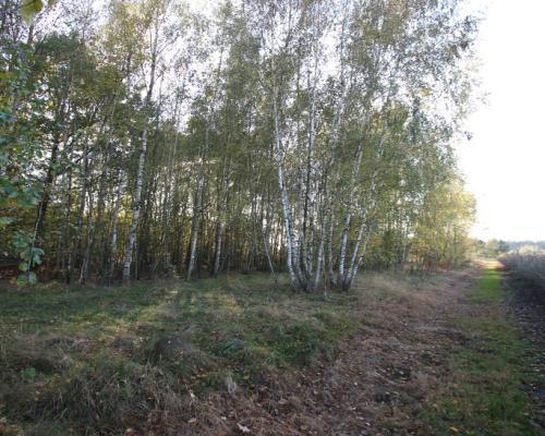 Działka budowlana 15 ar Kozioł g. Baranów