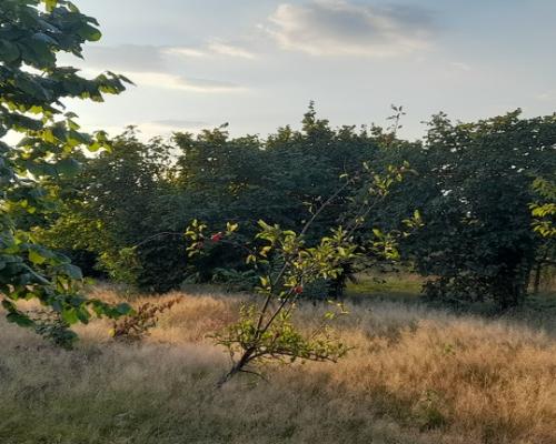 Ładna, uzbrojona działka pod lasem-33a-Wilczopole