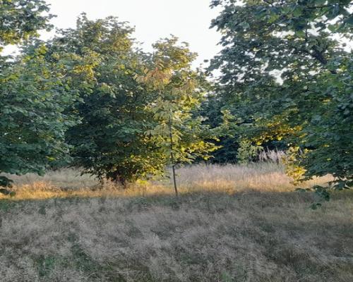 Ładna, uzbrojona działka pod lasem-33a-Wilczopole