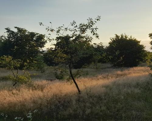 Ładna, uzbrojona działka pod lasem-33a-Wilczopole