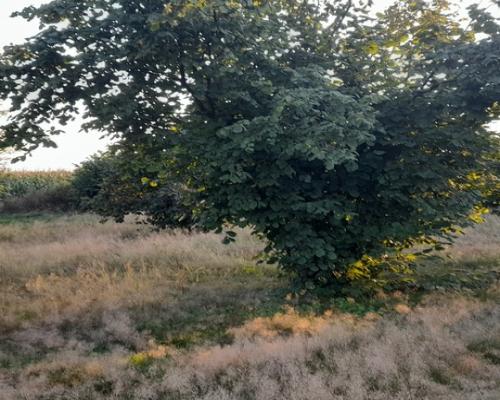 Ładna, uzbrojona działka pod lasem-33a-Wilczopole
