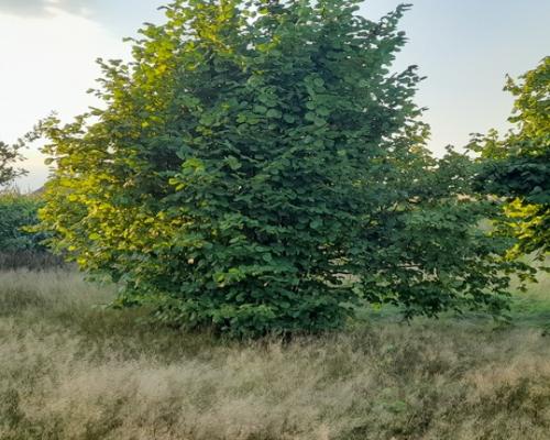 Ładna, uzbrojona działka pod lasem-33a-Wilczopole
