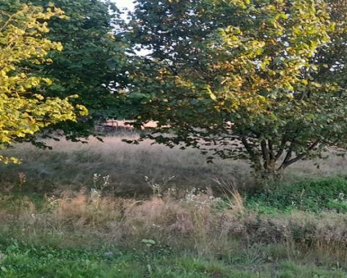 Ładna, uzbrojona działka pod lasem-33a-Wilczopole