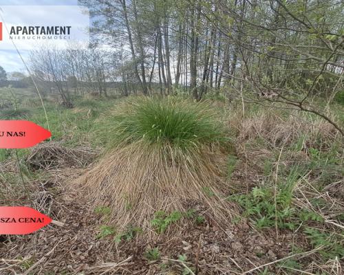 Działka 1,33 ha Nad rzeką WIERZYCA-LIPY-STRUGA!
