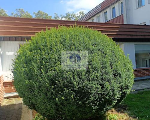 Mokotów: lokal biurowy 20m2 do wynajęcia