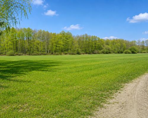 Działka rolno-budowlana 2,5 ha. Nowosiółki