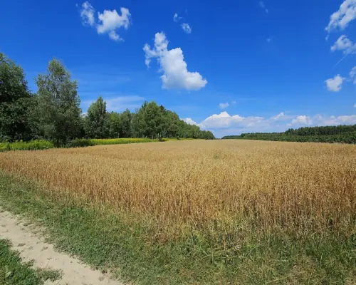 Karczmiska Drugie - ponad 33ar działki rolnej