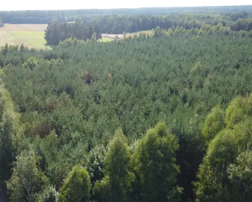 Dom na dużej działce w Świesielicach gm. Ciepielów