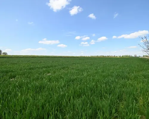 PODOLE - Działka budowlana o powierzchni 13,4 arów.