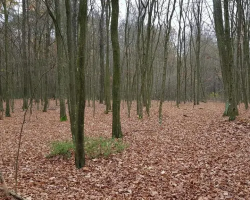 Przepiękny las w miejscowości Samoklęski