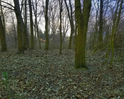 Kocianów - działka leśna - 33 ar