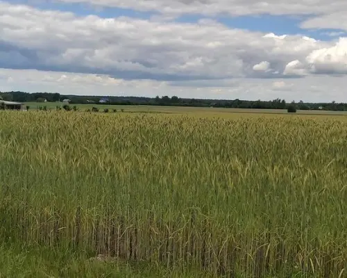 Piękna działka budowlana w Starościnie!!!
