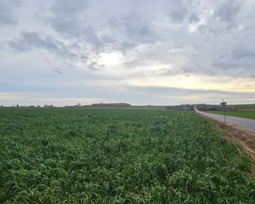 Działka, Zalesie, Wilkołaz, 11 ar, budowlana