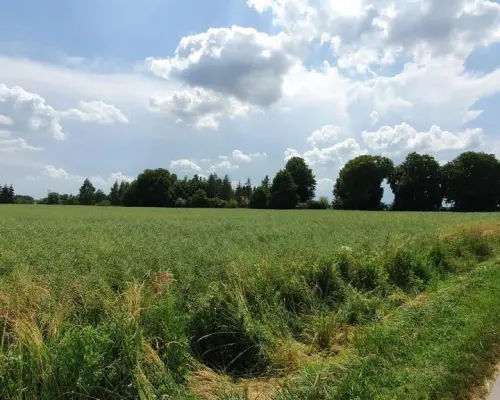 Piękna, duża działka w spokojnej okolicy - Pólko