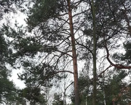 Sprzedam piękną działkę w Michalinie