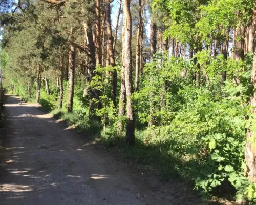Urokliwa działka w Międzylesiu.