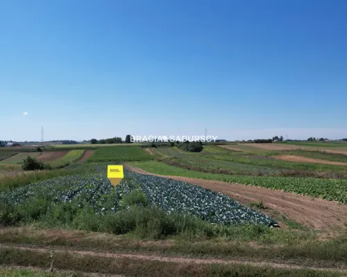 Działki rolne Proszowice