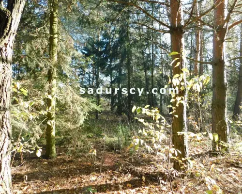 Ładna działka budowlano - inwestycyjna 4100m2 w Białym Ługu, gmina Prażmów, pow. piaseczyński.       Cisza, zieleń, dobry dos