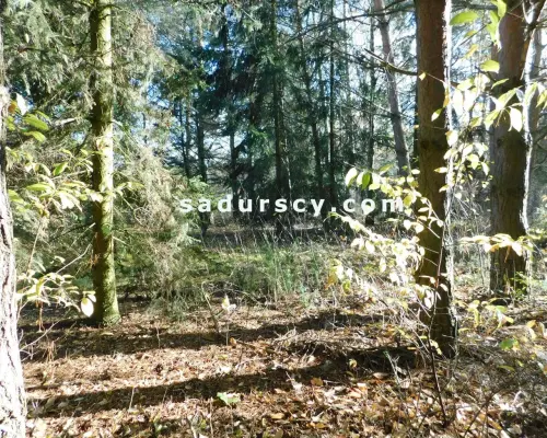 Ładna działka budowlano - inwestycyjna 4100m2 w Białym Ługu, gmina Prażmów, pow. piaseczyński.       Cisza, zieleń, dobry dos