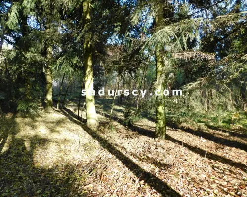 Ładna działka budowlano - inwestycyjna 4100m2 w Białym Ługu, gmina Prażmów, pow. piaseczyński.       Cisza, zieleń, dobry dos