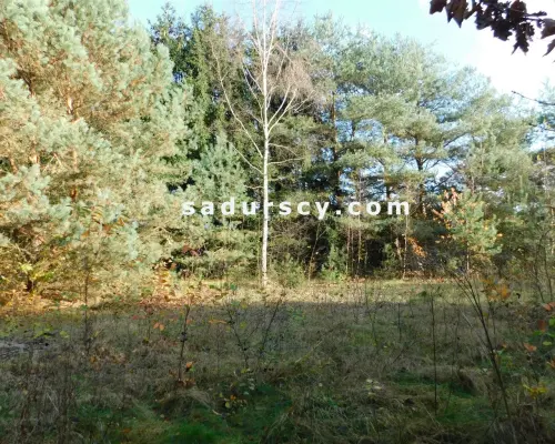 Ładna działka budowlano - inwestycyjna 4100m2 w Białym Ługu, gmina Prażmów, pow. piaseczyński.       Cisza, zieleń, dobry dos