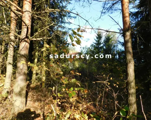 Ładna działka budowlano - inwestycyjna 4100m2 w Białym Ługu, gmina Prażmów, pow. piaseczyński.       Cisza, zieleń, dobry dos