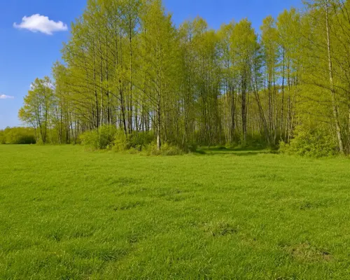 Działka rolno-budowlana 2,5 ha. Nowosiółki