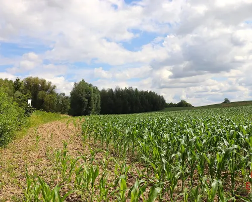 Działka budowlana na Mazurach Rożyńsk Wielki
