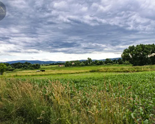 DZIAŁKA BUDOWLANA W GRODZISZCZU/ WIDOK NA GÓRY