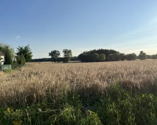 Dwie działki rolne z WZ w Helenowie gm. Policzna.