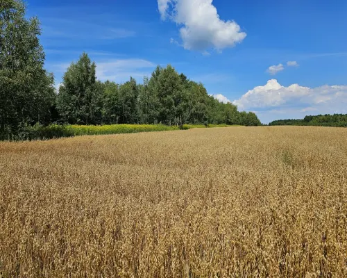 Karczmiska Drugie - ponad 33ar działki rolnej