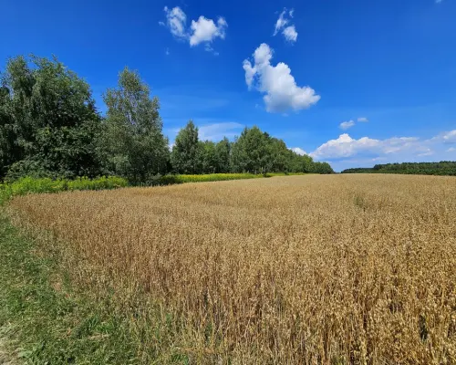 Karczmiska Drugie - ponad 33ar działki rolnej