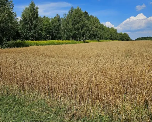 Karczmiska Drugie - ponad 33ar działki rolnej