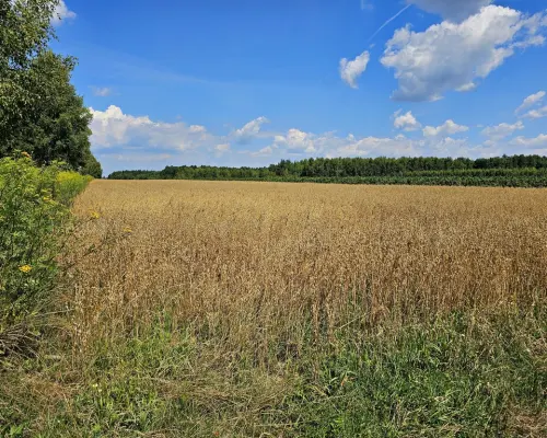 Karczmiska Drugie - ponad 33ar działki rolnej
