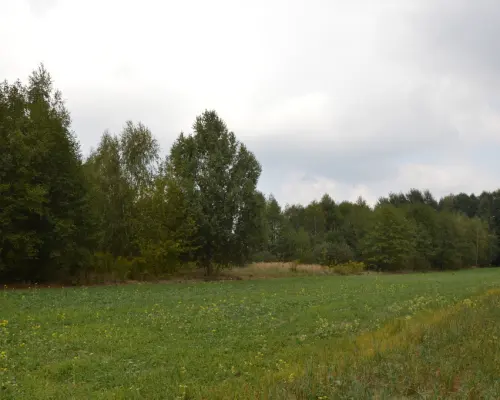 Działka 1.77 ha w Brzeźnicy Leśnej pow. Lubartów.