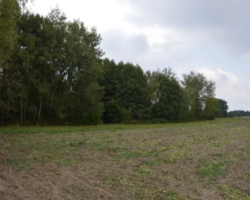 Działka 1.77 ha w Brzeźnicy Leśnej pow. Lubartów.