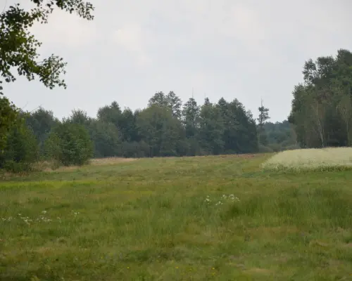 Działka 1.77 ha w Brzeźnicy Leśnej pow. Lubartów.
