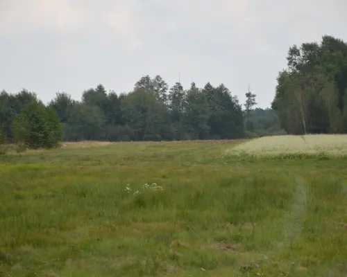 Działka 1.77 ha w Brzeźnicy Leśnej pow. Lubartów.