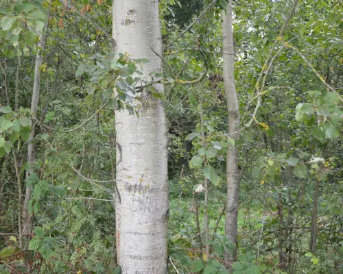 Działka 1.77 ha w Brzeźnicy Leśnej pow. Lubartów.