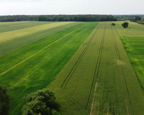 Działka rolna 3 ha w Jasieńcu Soleckim (zwoleński)