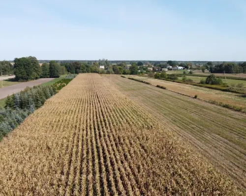 Działka budowlana 0.55 ha Sielce gm. Końskowola