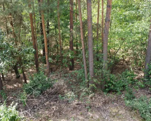 Działka 800 m2 w Woli Chodkowskiej Warszawa 85 km.
