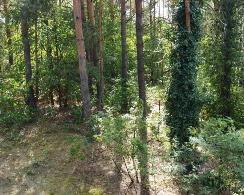 Działka 800 m2 w Woli Chodkowskiej Warszawa 85 km.