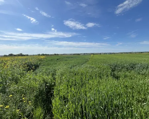 Działka 0,82ha U/MN Wólka gm. Długie pod Lublinem.