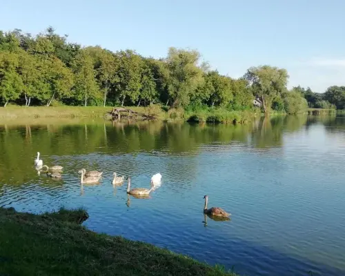 Działka o pow. 4,6 ha w Klementowicach gm. Kurów.